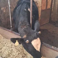 دو عدد گوساله ماده جنس عالی