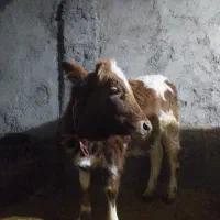 فروش گوساله سیمینتال ۵ماهه