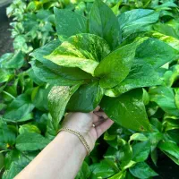 فروش پتوس نشایی دونه ایی۲۹ تومن