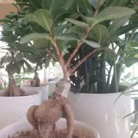 گل بذر سبزی در خانه