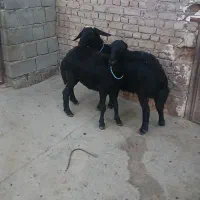 فروشی بره ماده عروسک درجه یک زمانتی