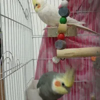 دو عدد عروس هلندی نر|پرنده|ساری, |دیوار