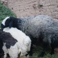 یک عدد قوچه شال