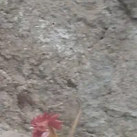 خروس