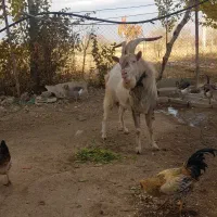 بز سانن|حیوانات مزرعه|قیدار, |دیوار