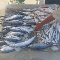 ماهی فرشی ذاکری