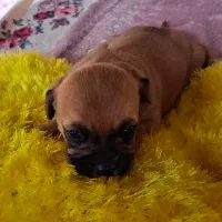 سگ پا کوتاه شیتزو|سگ|سمنان, |دیوار