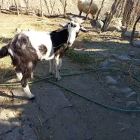 بز محلی جوان|حیوانات مزرعه|بشاگرد, |دیوار