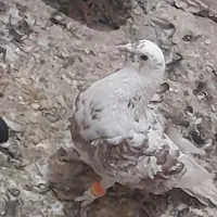 کفتر|پرنده|مشهد, رستگار|دیوار