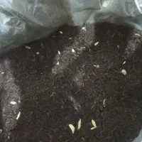 چای الحجی المعطر العراقی|خوردنی و آشامیدنی|اهواز, باغ شیخ|دیوار