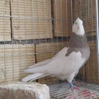 کبوتر طوقی|پرنده|کنگاور, |دیوار