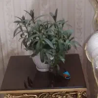 گل طبیعی|گل و گیاه طبیعی|نیشابور, دارایی|دیوار