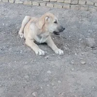 گمشده|سگ|سبزوار, کهنه آب|دیوار