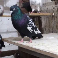 کبوتر طوقی و کله دم وساده