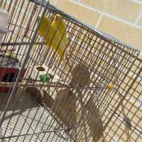 یک جفت مرغ عشق زرد|پرنده|بروجن, |دیوار