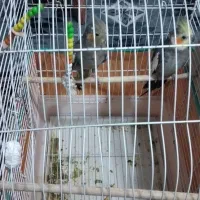 مرغ عروس ماده