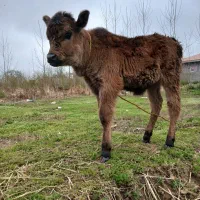 گاومحلی باگوساله