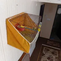 یه جفت قناری تازه جفت خوردن.یه ماده سفید اماده