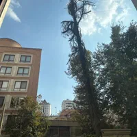 خریدار چوب هرس کاری قطع درخت برش خرید چوب هیزم|خدمات باغبانی و درختکاری|تهران, تهرانسر شرقی|دیوار
