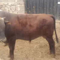 کوساله پروار چاق