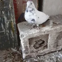 خال سبز اصیل