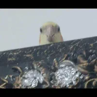 عروس هلندی گمشده در درخشانیه|حیوانات|هشتگرد, شهرک جهان ویلا (درخشانیه)|دیوار