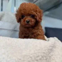 پودل توی|سگ|تبریز, |دیوار