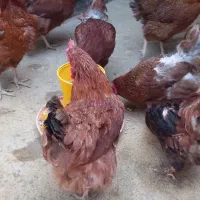 مرغ محلی تخم گذار|حیوانات مزرعه|قائمشهر, |دیوار