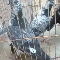 چپرا همچی تمام بیشتر از اینا ارزش دارند
