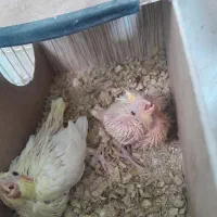جوجه عروس هلندی.|پرنده|مشهد, کوی المهدی|دیوار