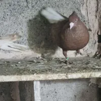 کفتردم سفید