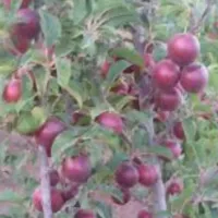باغچه سنددار|فروش زمین و ملک کلنگی|چهاردانگه (تهران), |دیوار