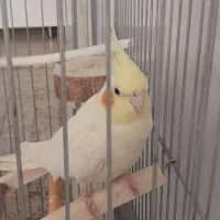 عروس هلندی|پرنده|کرج, شهرک فهمیده|دیوار