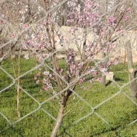 مفقودشدن مدارک