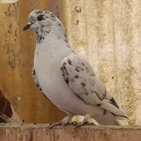 کفتر پرشی