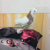 طوقی نر|پرنده|آبپخش, |دیوار