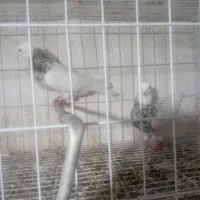 ۲عدد طوقی ماده درجه ۱|پرنده|دره شهر, |دیوار