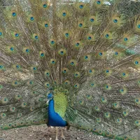طاووس هندی