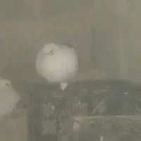 کبوتر دوکت پلاکی