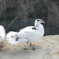 غاز ، اردک اسرائیلی|حیوانات مزرعه|کلاچای, |دیوار