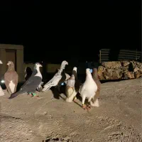 کبوتر|پرنده|اسفراین, |دیوار