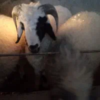 کهره و بره گوشت کیلوی ۵۳۰ت فقط به مدت ۲ روز|حیوانات مزرعه|سیرجان, |دیوار