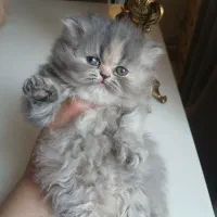 گربه پرشین ماده عروسکی