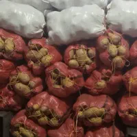 سیب زمینی آگریا بدون قند