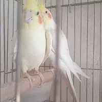 عروس هلندی کشیده لوتینو.|پرنده|فیروزآباد (فارس), |دیوار