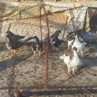 کبوتر شیرازی