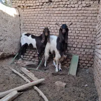 فروش دو راس تکه گلابی