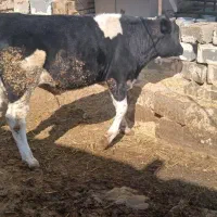 دوراس گوساله نر یکی اسراعیلی خالص یکیم  محلی|حیوانات مزرعه|زرقان, |دیوار