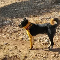 سگ قدرجونی
