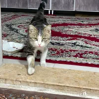 گربه گم شده
